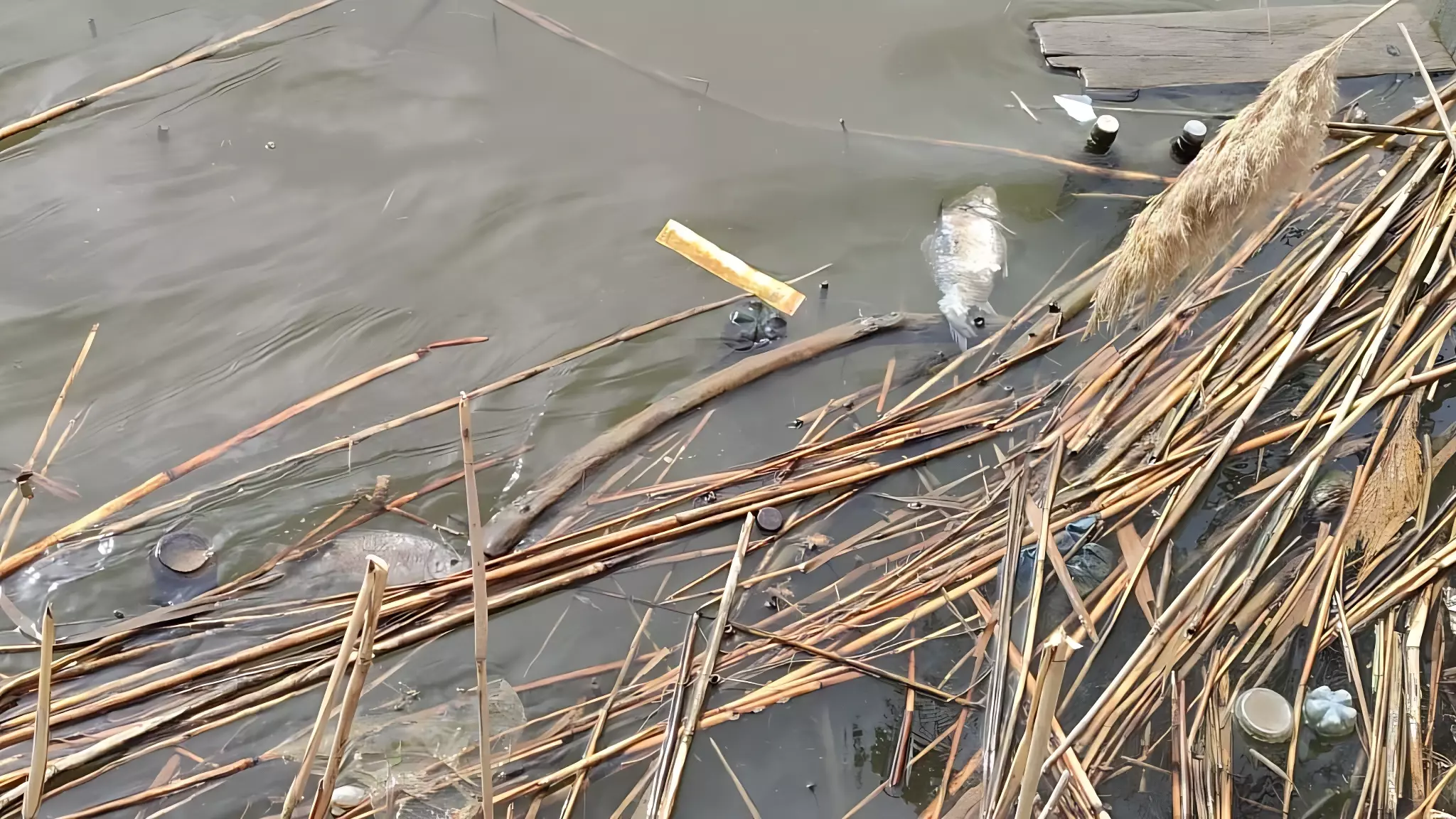 Массовая гибель рыбы в Северном водохранилище Ростова