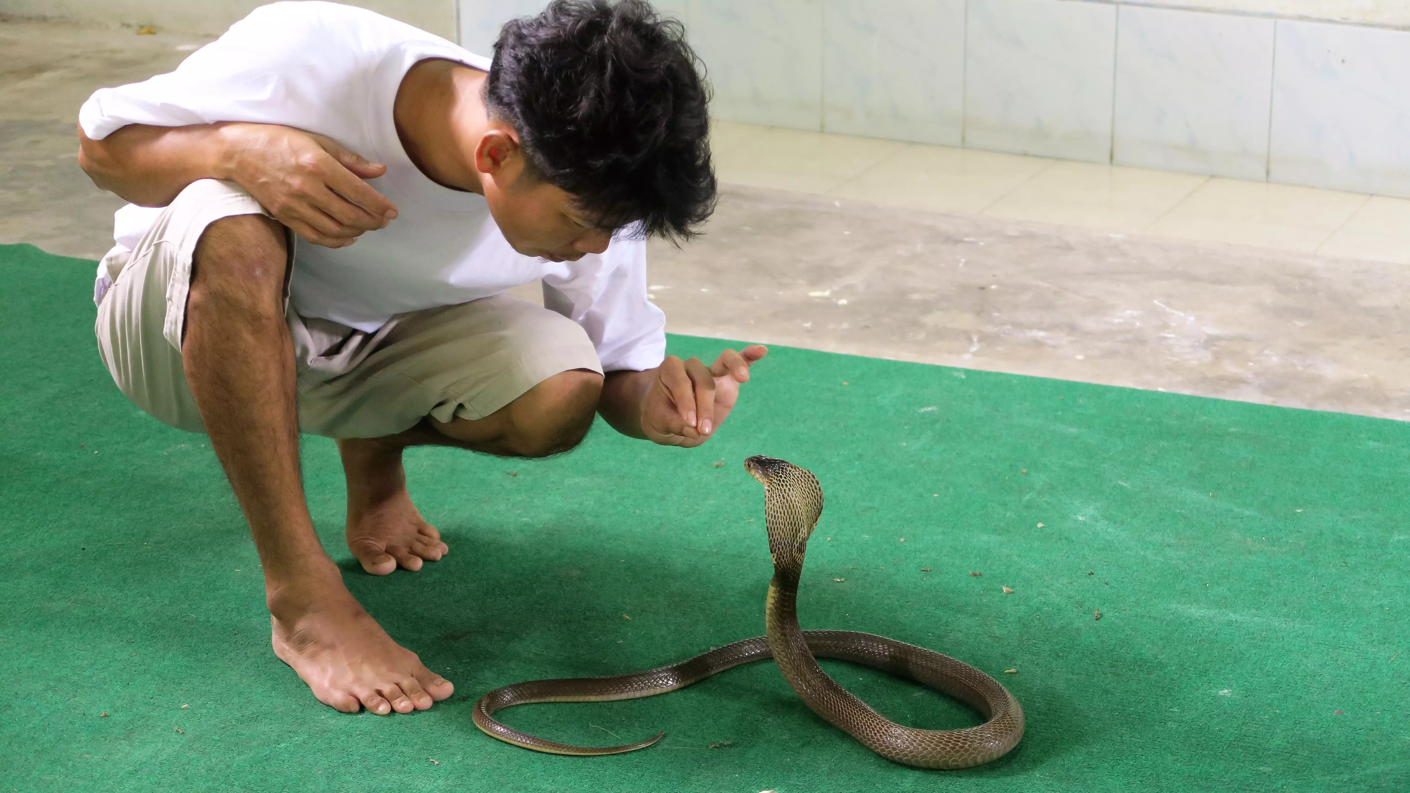 Зоолог рассказал, что дончанам делать при встрече со змеей